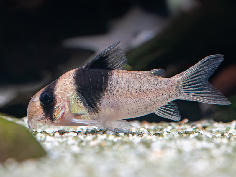 Corydoras sp. CW049 'New Panda'