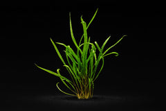 Cryptocoryne crispatula var. balansae