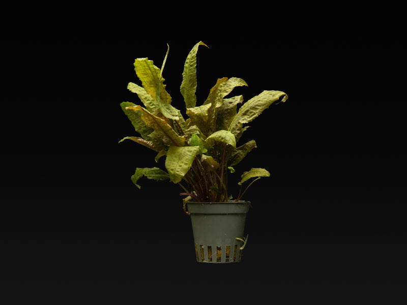Cryptocoryne wendtii 'Tropica'