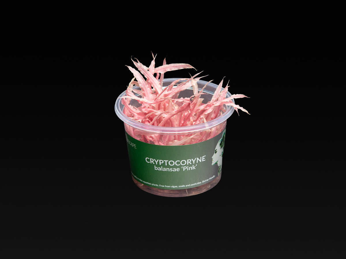 Cryptocoryne balansae 'Pink'