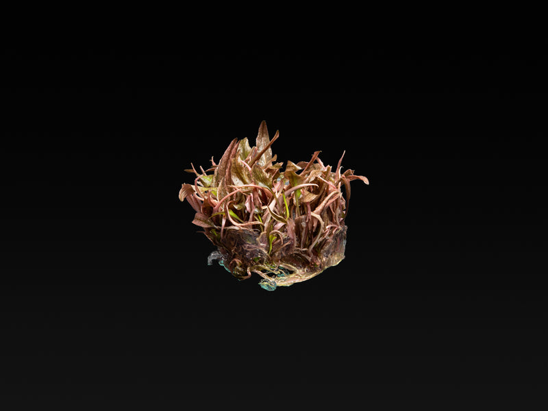 Cryptocoryne wendtii 'Flamingo'