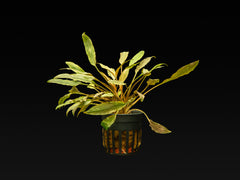 Cryptocoryne becketii 'Petchii Pink'