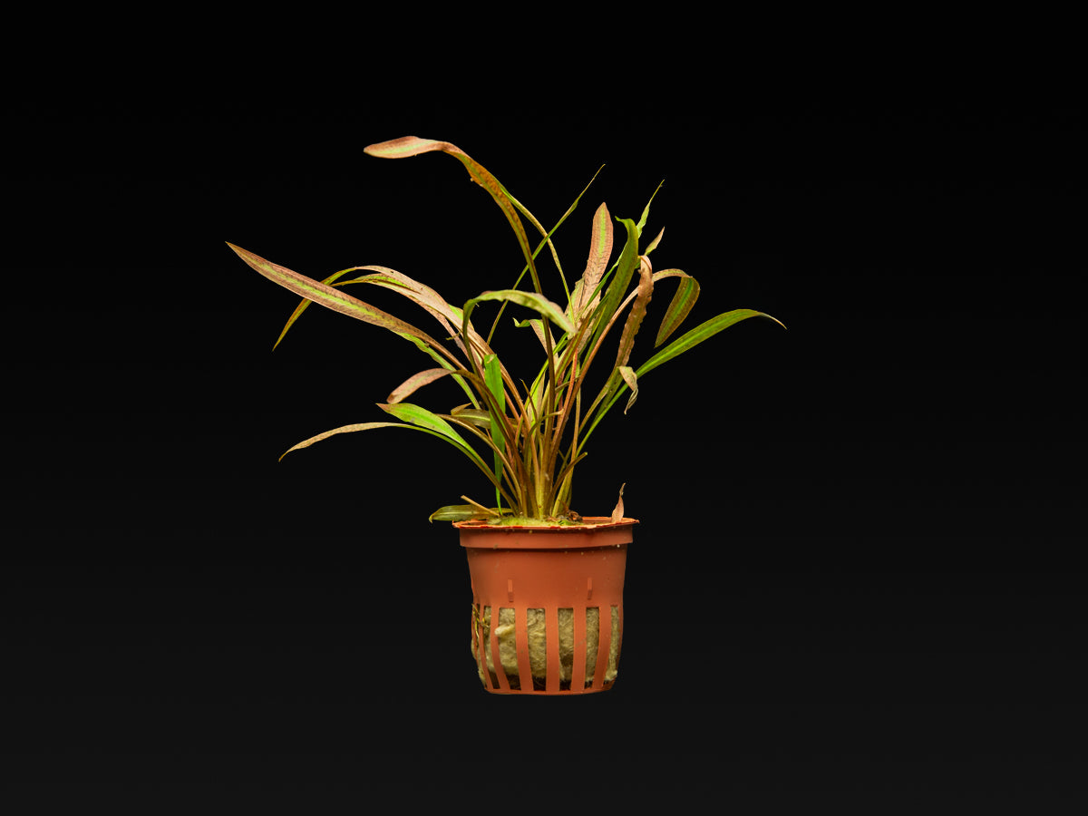 Cryptocoryne spiralis 'red'