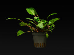 Cryptocoryne wendtii 'Green'