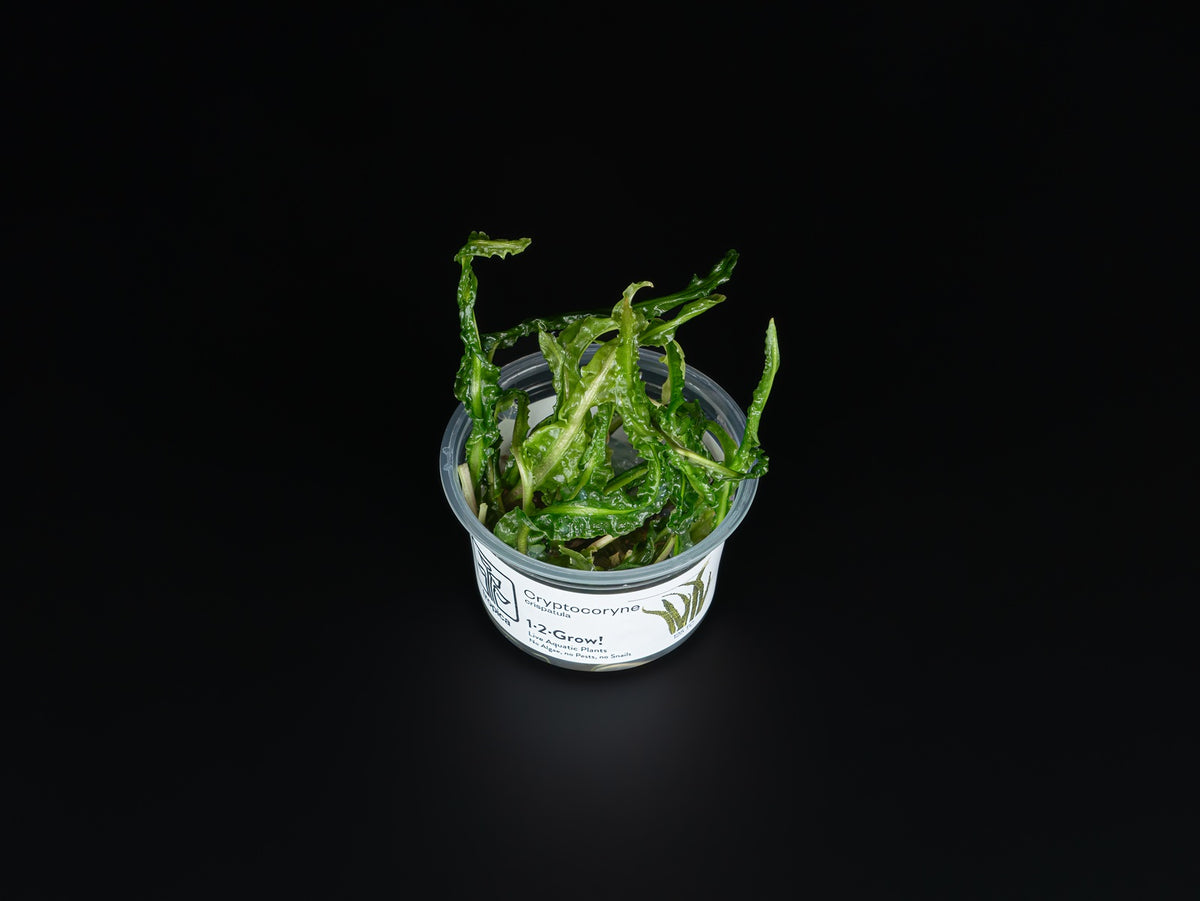 Cryptocoryne crispatula var. balansae