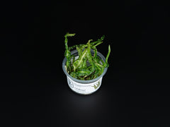 Cryptocoryne crispatula var. balansae