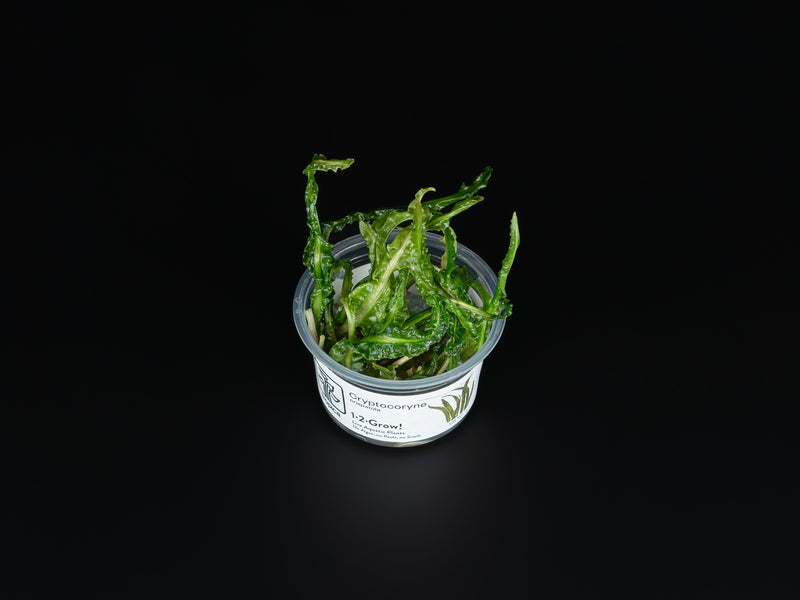 Cryptocoryne crispatula var. balansae