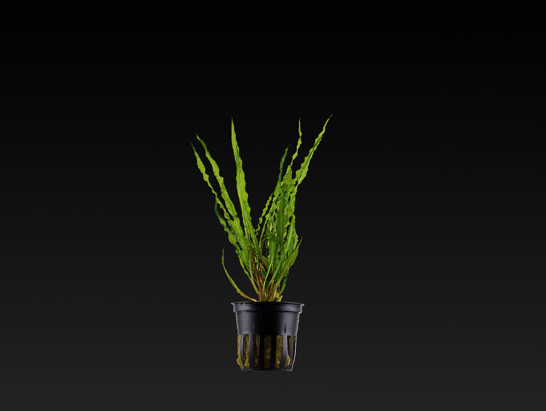 Cryptocoryne crispatula var. balansae