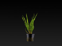 Cryptocoryne crispatula var. balansae