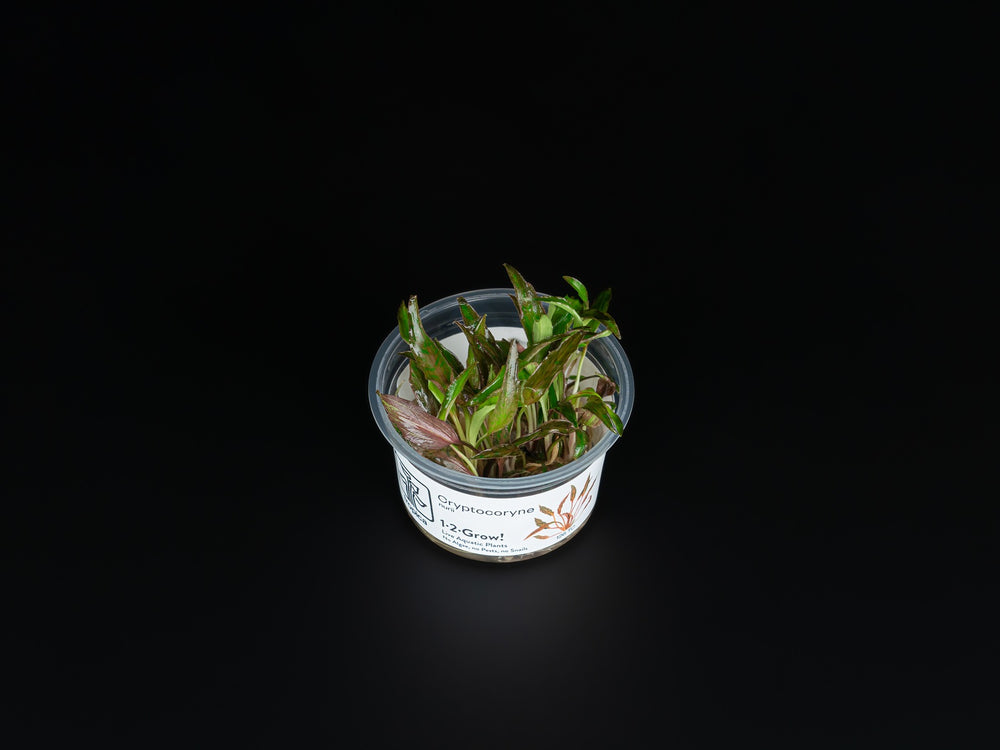 Cryptocoryne nurii var. raubensis 'Rosen Maiden'