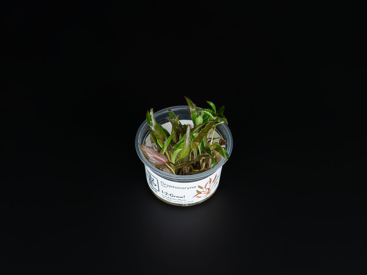 Cryptocoryne nurii var. raubensis 'Rosen Maiden'