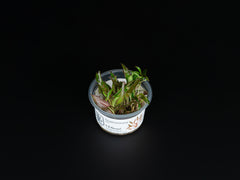 Cryptocoryne nurii var. raubensis 'Rosen Maiden'