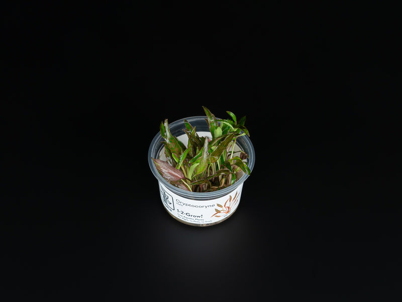 Cryptocoryne nurii var. raubensis 'Rosen Maiden'