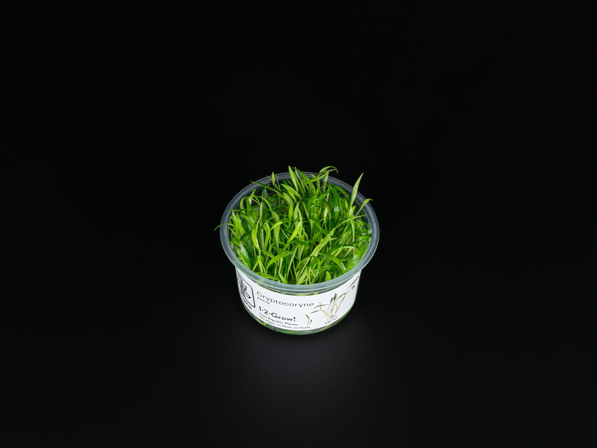Cryptocoryne parva