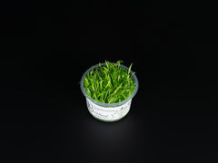 Cryptocoryne parva