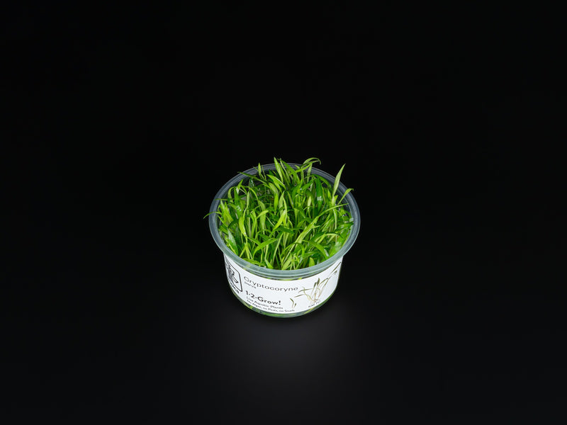 Cryptocoryne parva