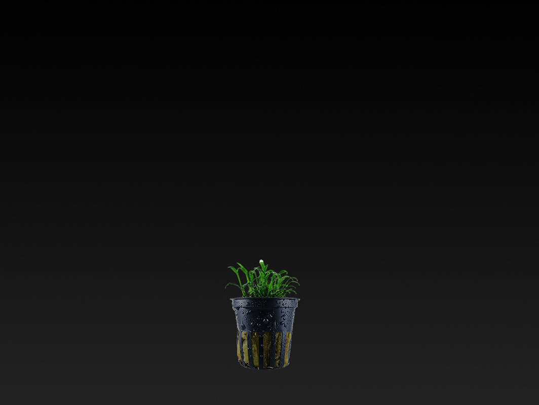 Cryptocoryne parva