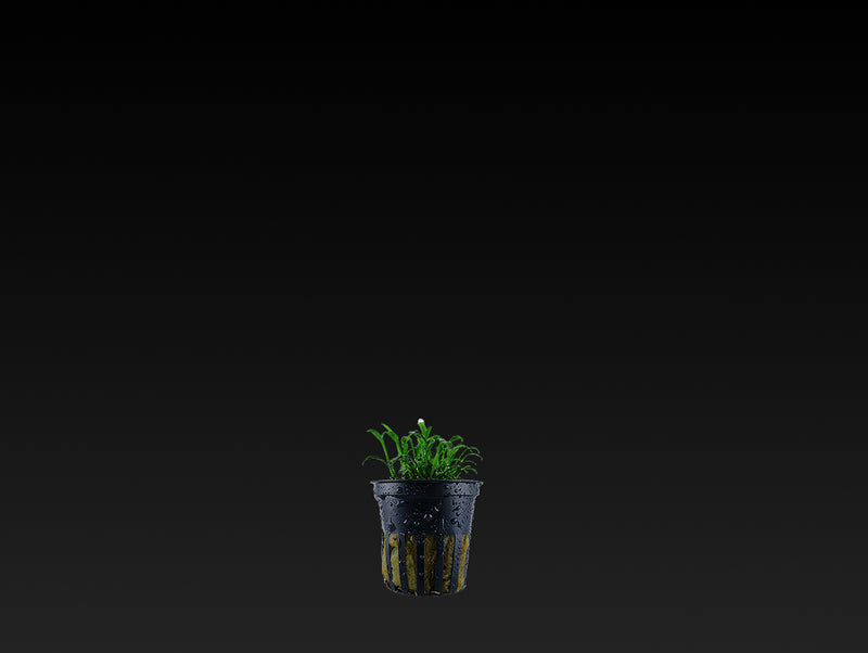 Cryptocoryne parva