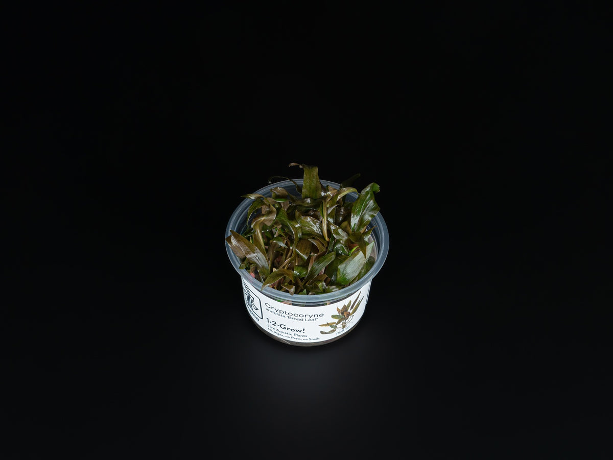 Cryptocoryne undulatus 'Red' / Broad Leaf