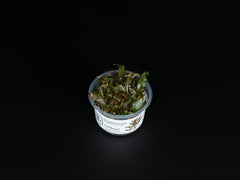 Cryptocoryne undulatus 'Red' / Broad Leaf