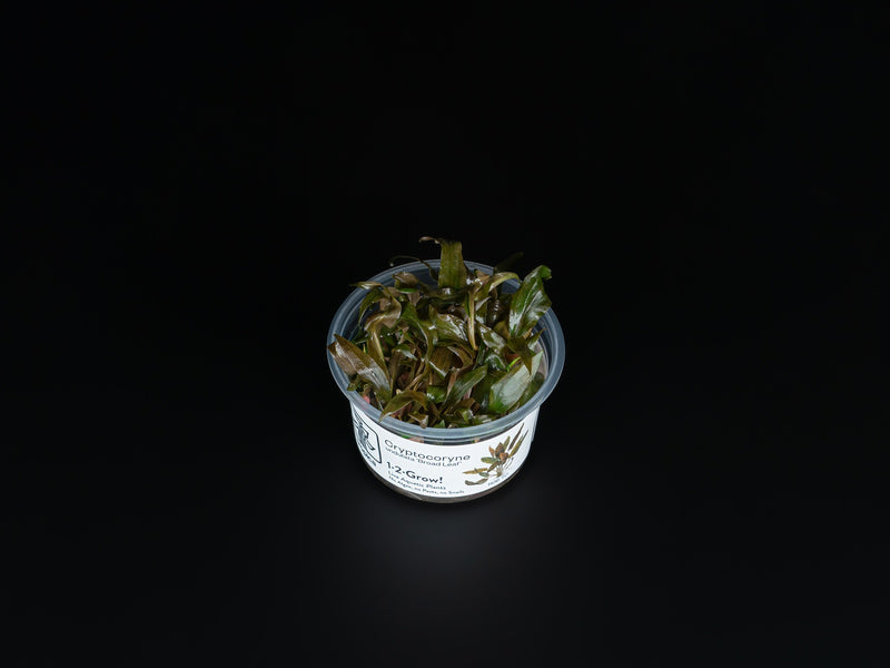 Cryptocoryne undulatus 'Red' / Broad Leaf