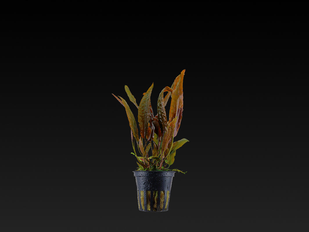 Cryptocoryne usteriana