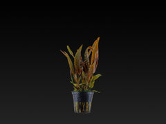 Cryptocoryne usteriana