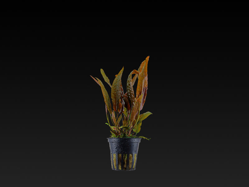 Cryptocoryne usteriana