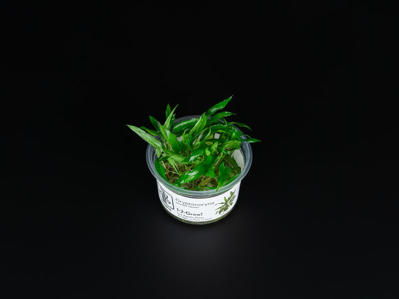 Cryptocoryne wendtii 'Green'