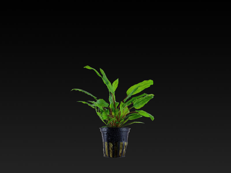 Cryptocoryne wendtii 'Green'