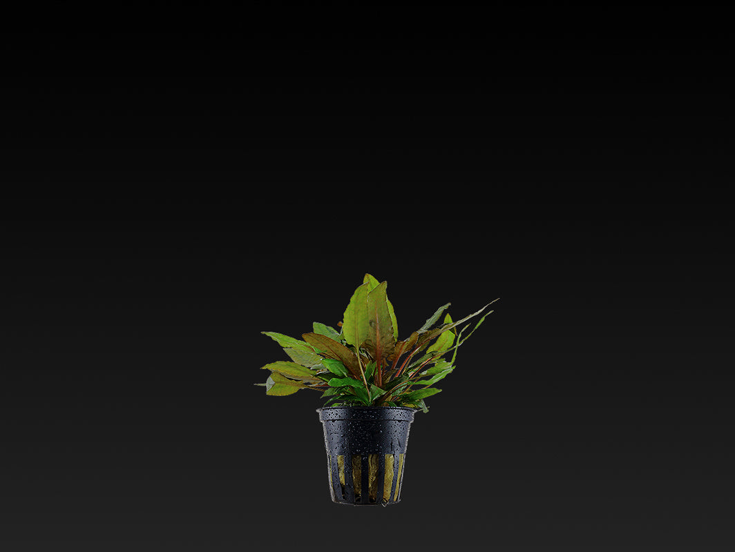 Cryptocoryne wendtii 'Tropica'