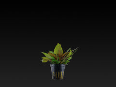 Cryptocoryne wendtii 'Tropica'