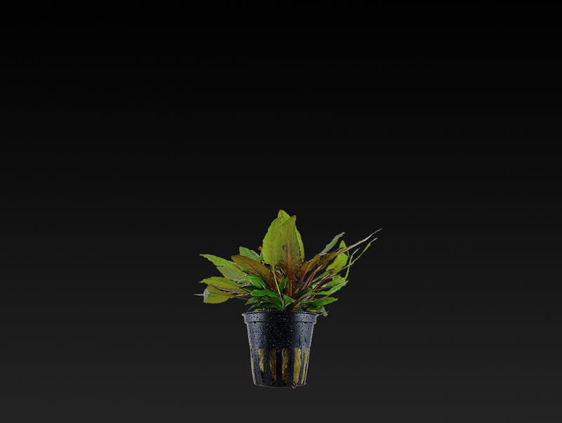 Cryptocoryne wendtii 'Tropica'