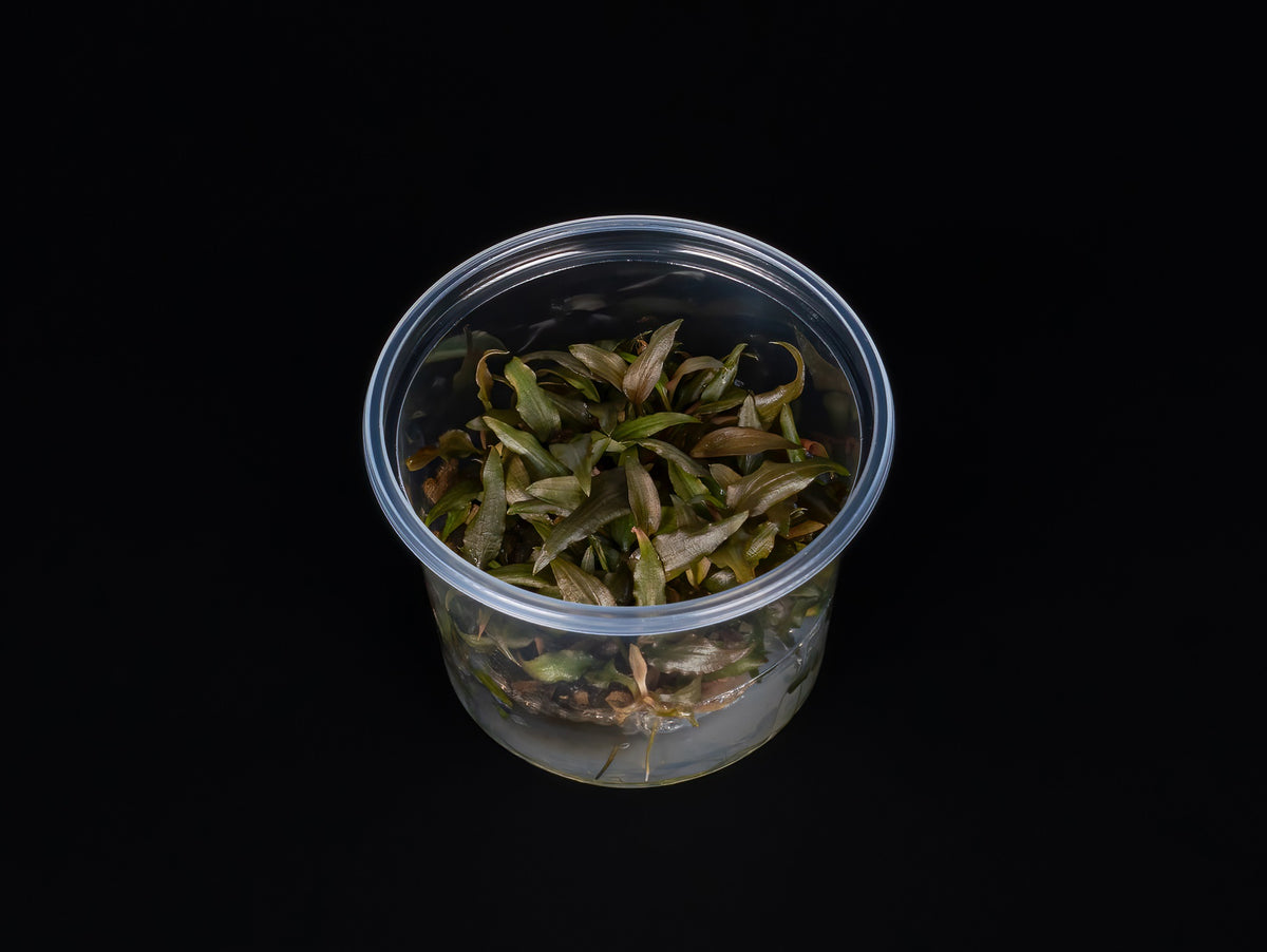 Cryptocoryne wendtii 'Rubella'