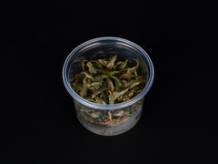 Cryptocoryne wendtii 'Rubella'