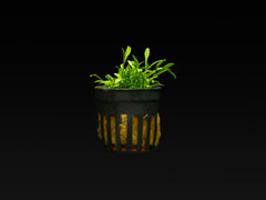 Cryptocoryne parva