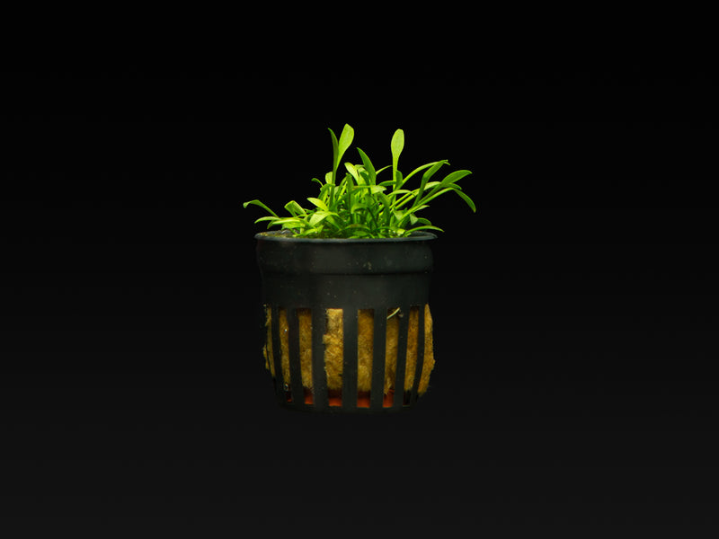 Cryptocoryne parva