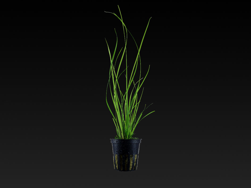 Cyperus helferi