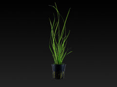 Cyperus helferi