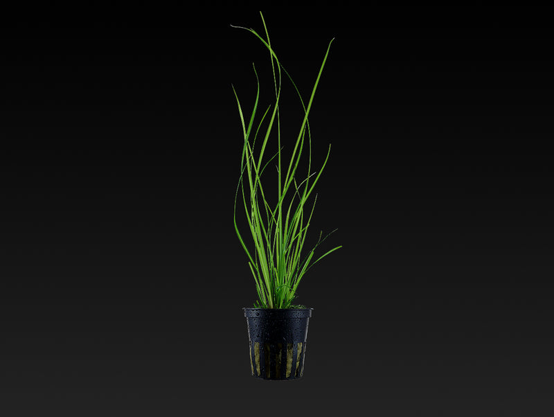 Cyperus helferi
