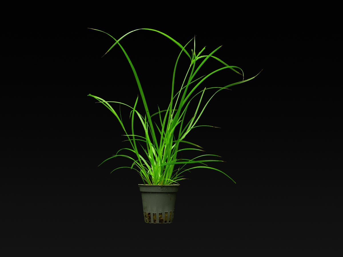 Cyperus helferi