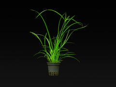 Cyperus helferi