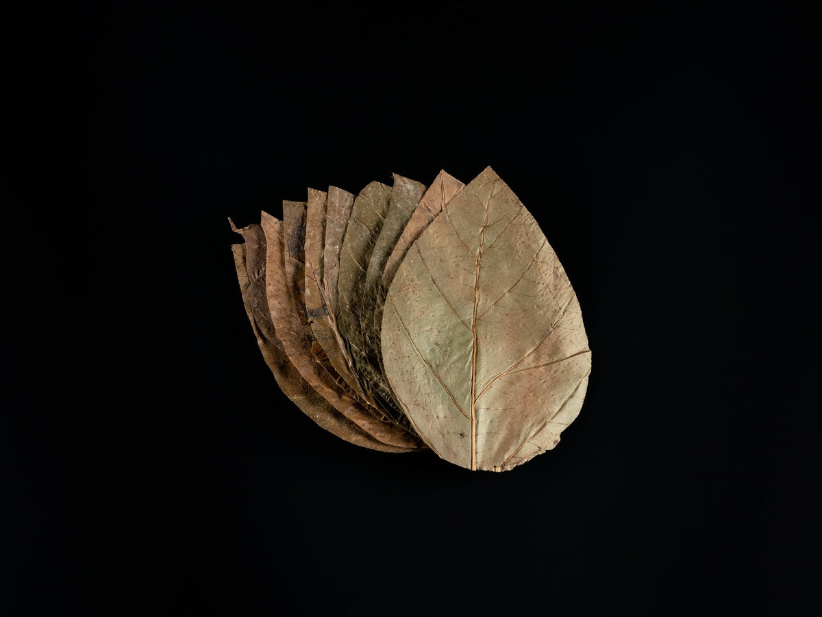 Dennerle Shrimp King Dadap Leaves