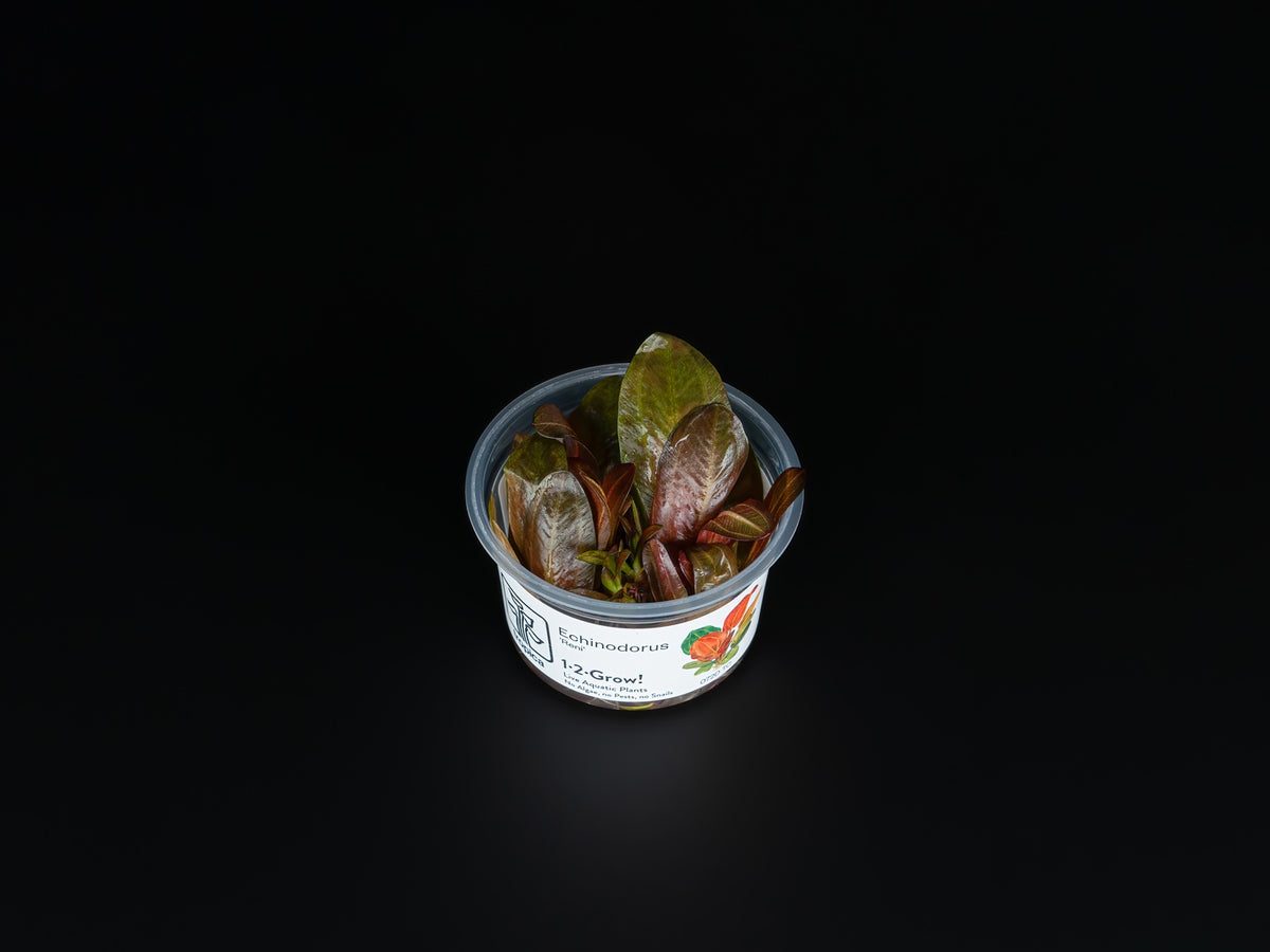 Echinodorus 'Reni'