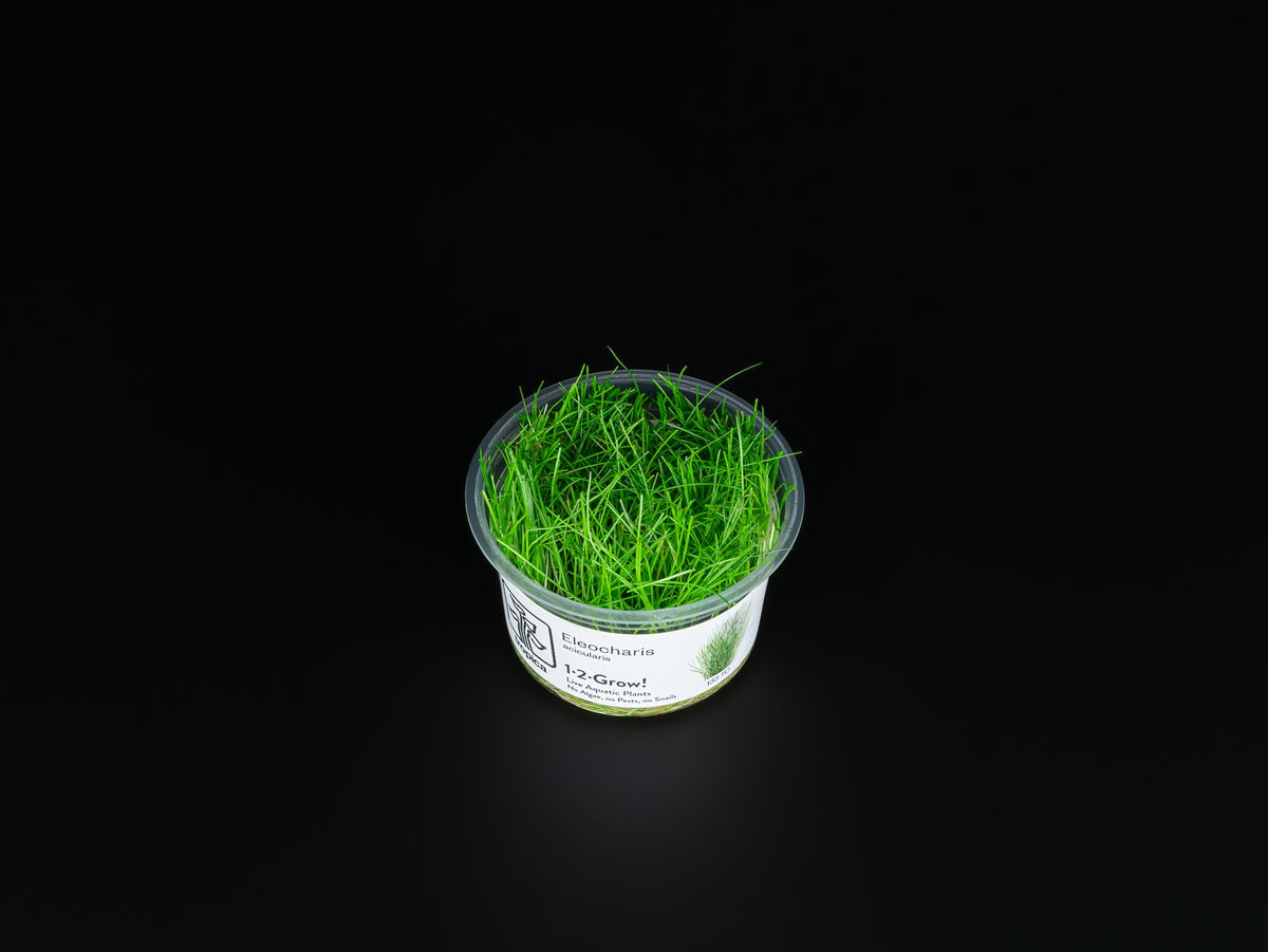 Eleocharis acicularis