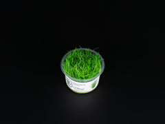 Eleocharis acicularis