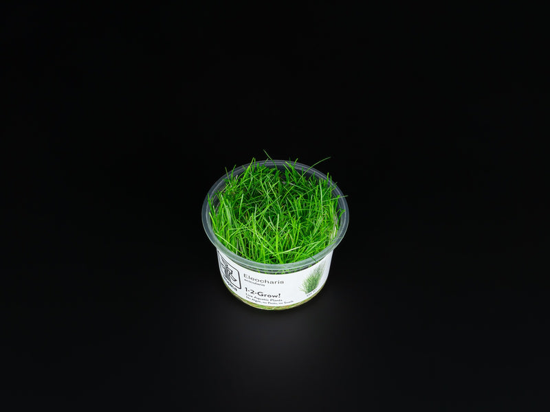 Eleocharis acicularis