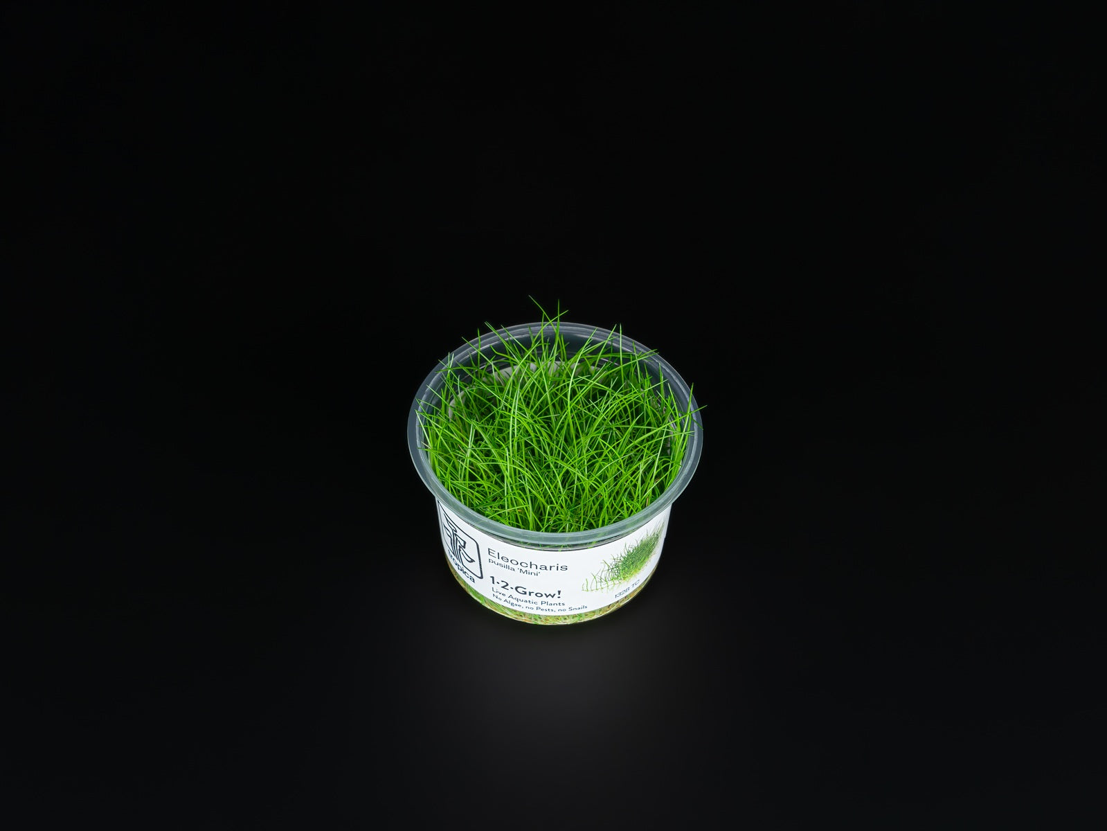 Eleocharis pusilla