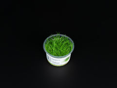 Eleocharis pusilla