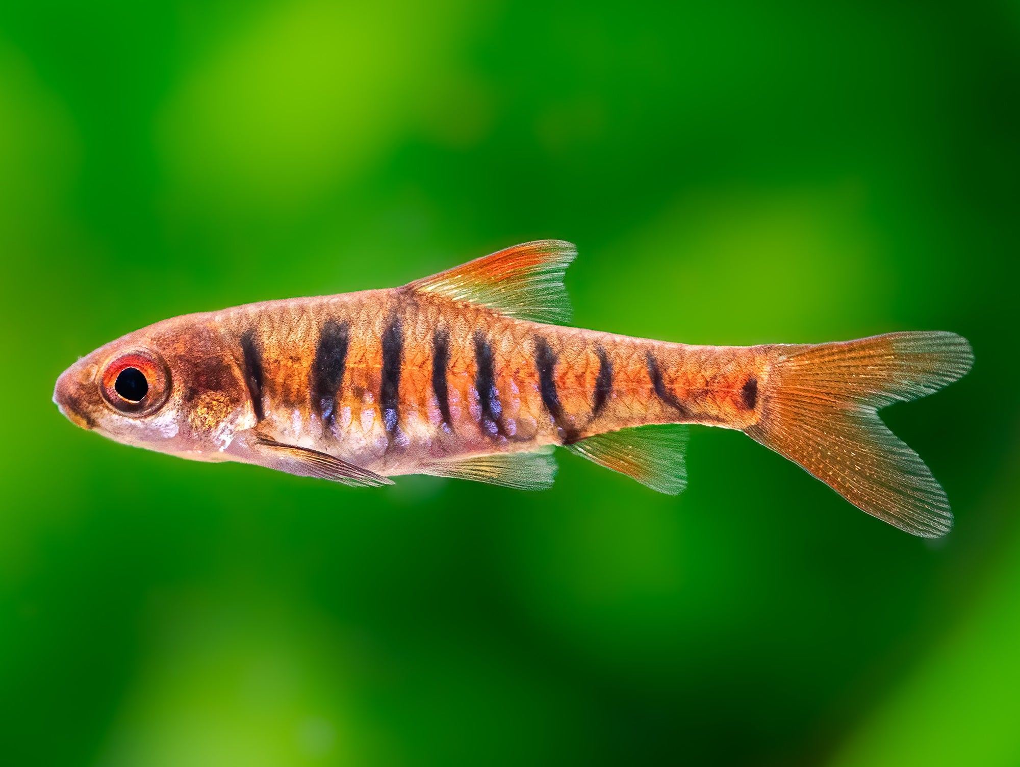 Angolabarbe
